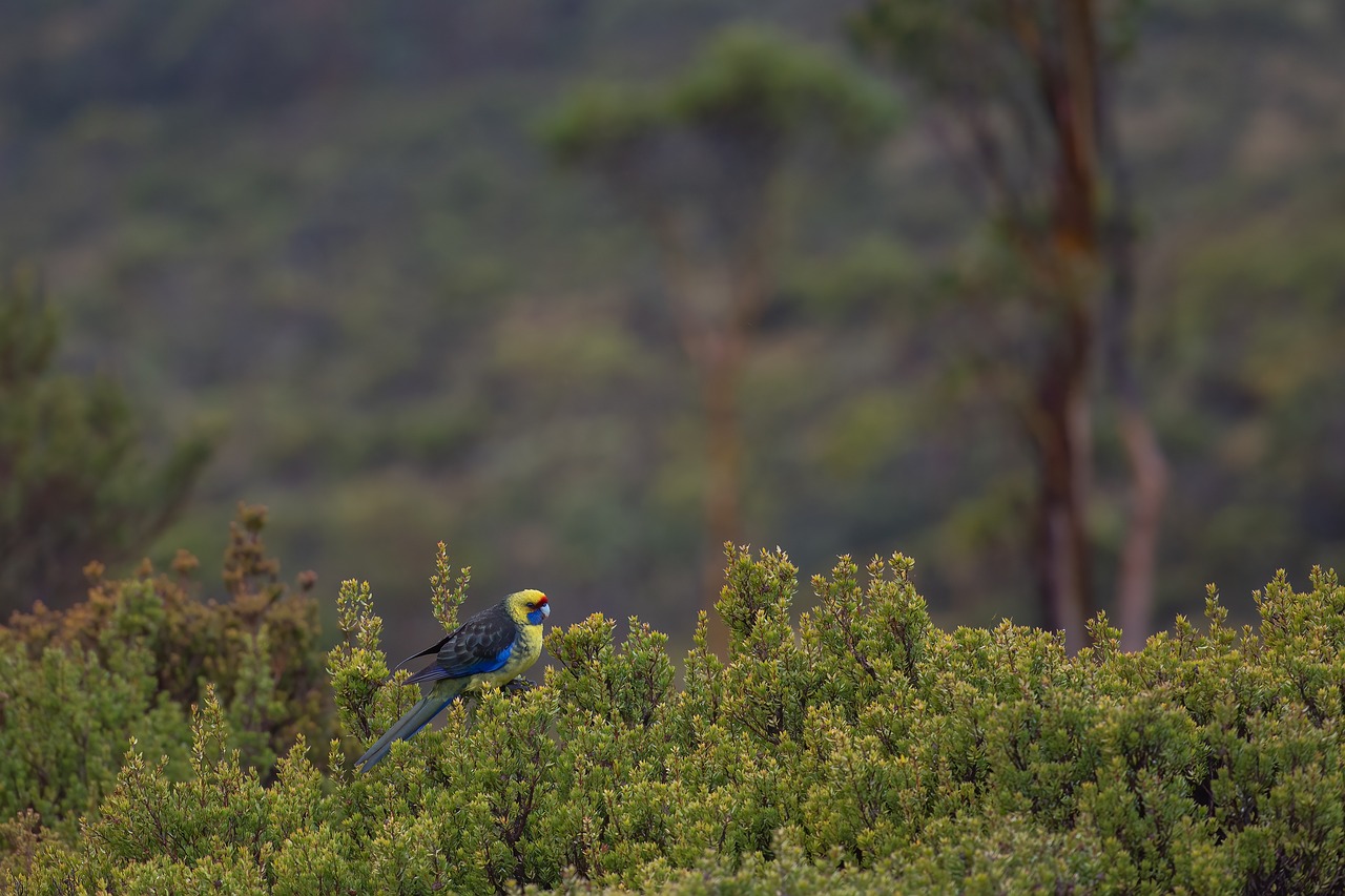 The Quiet Corners of Australia’s Tasmanian Wilderness